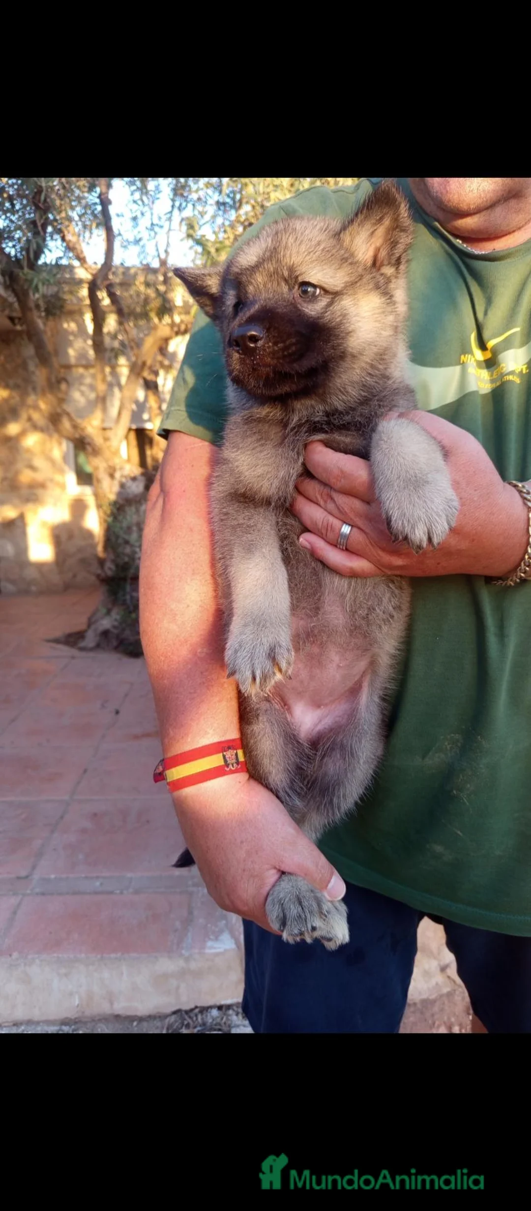 Raza Mixta perros en venta: Preciosos cachorro de perro lobo-wolfdog - Anuncio 2