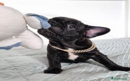 Bulldog Francés perros en venta: Bulldog francés  - Imagen 2