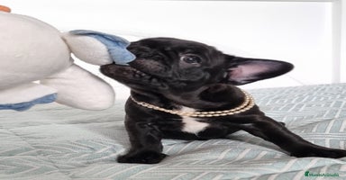 Bulldog Francés perros - Anuncio 6