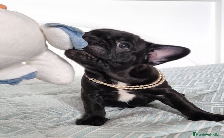 Bulldog Francés perros - Anuncio 9