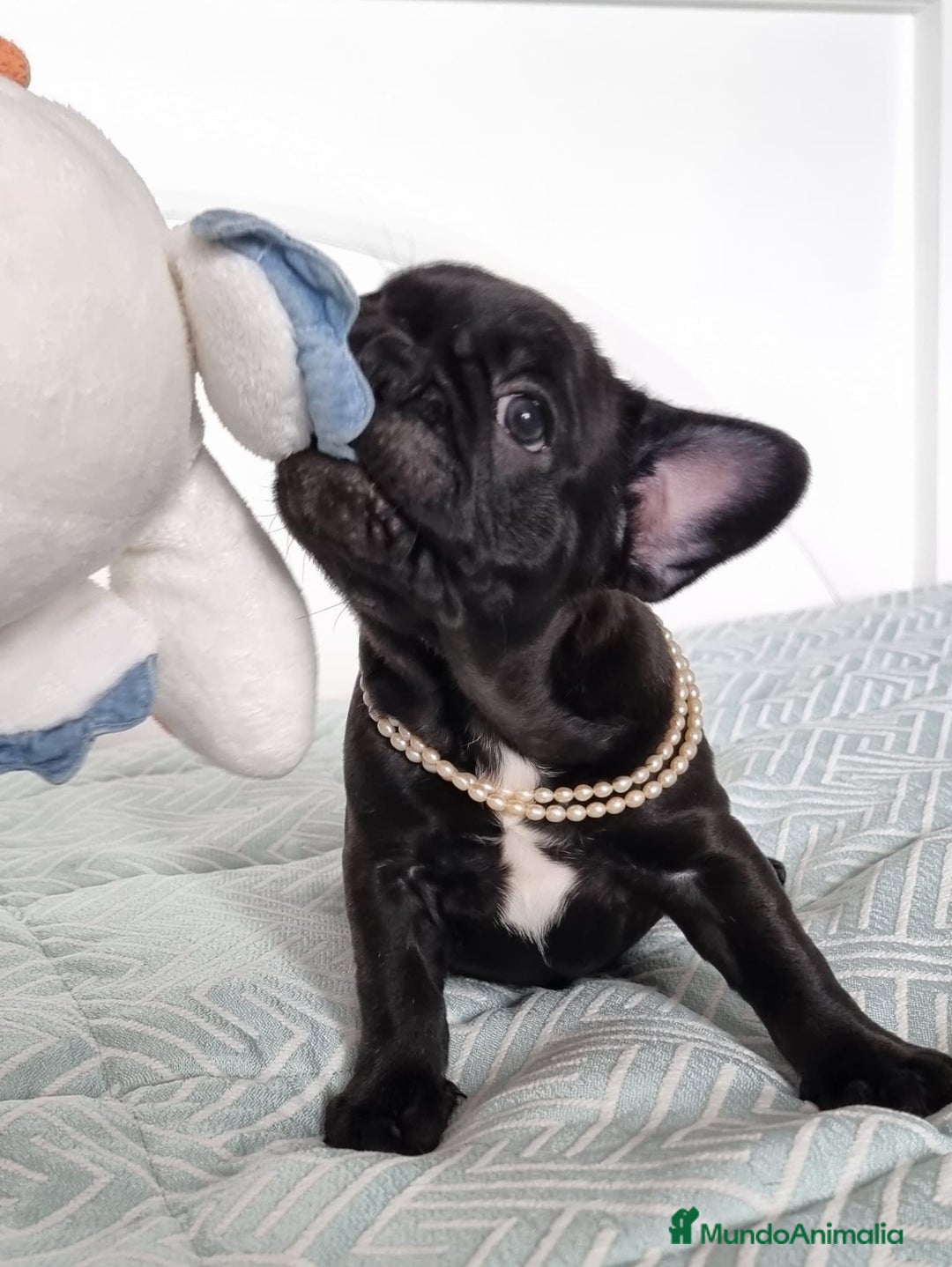 Bulldog Francés perros en venta: Bulldog francés  - Imagen 2