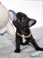 Bulldog Francés perros - Anuncio 13