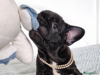 Bulldog Francés perros - Anuncio 30