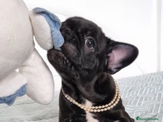 Bulldog Francés perros Bulldog francés - Anuncio 5