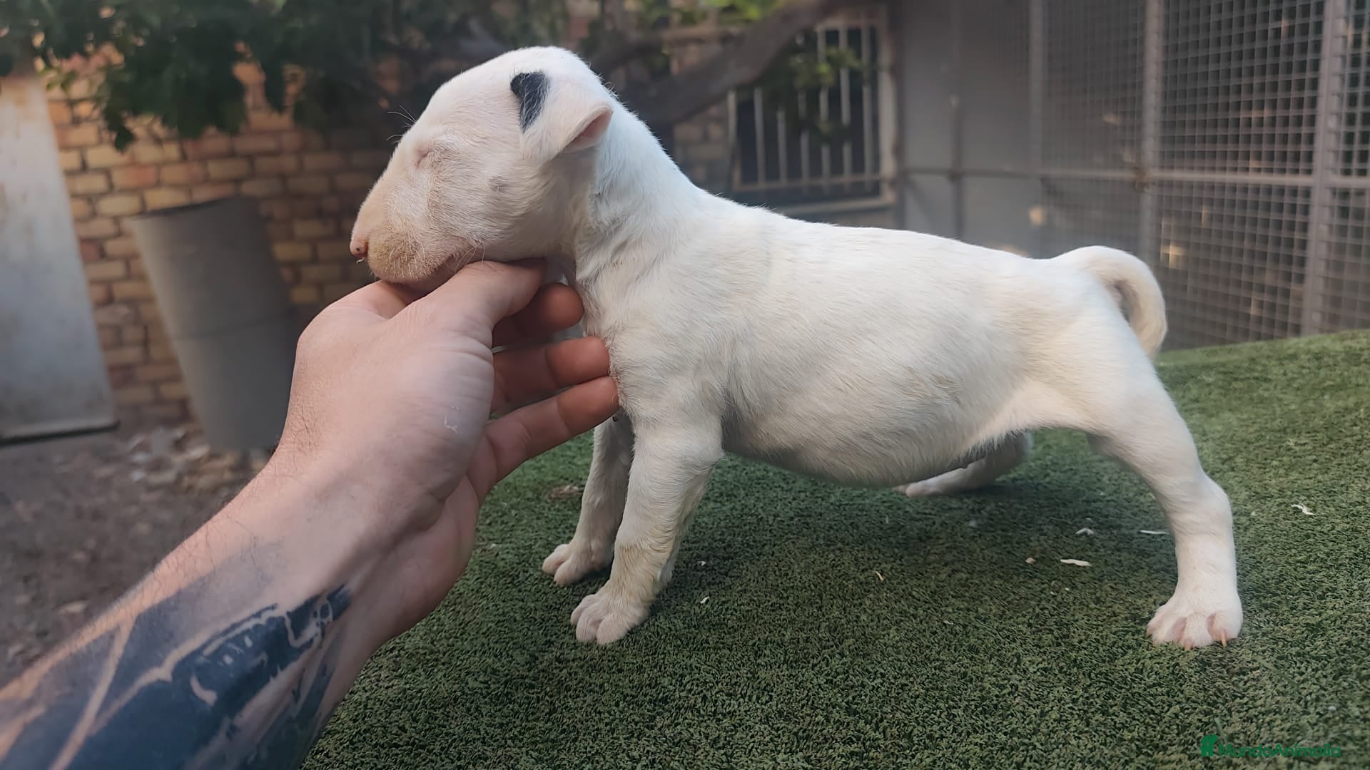 Bull Terrier perros Bull terrier  - Anuncio 1