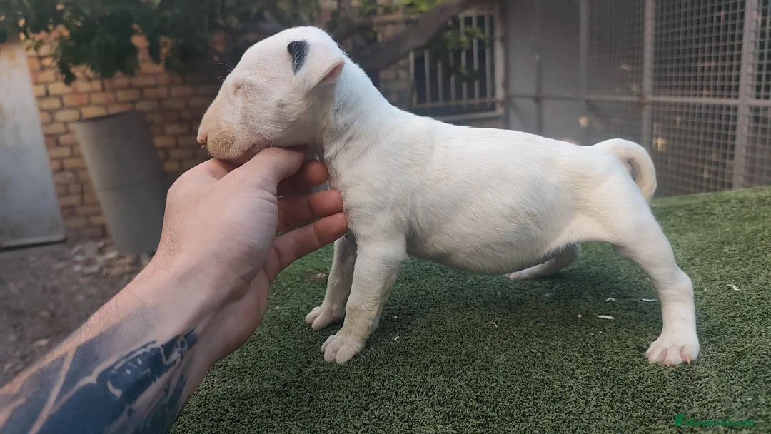 Bull Terrier perros en venta: Bull terrier  - Anuncio 1
