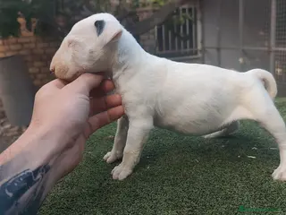 Bull Terrier perros Bull terrier - Anuncio 1