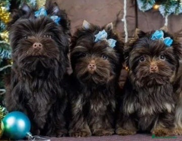 Yorkshire Terrier perros Exclusivos Yorkshire Chocolate toy - Anuncio 9