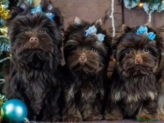 Yorkshire Terrier perros Exclusivos Yorkshire Chocolate toy - Anuncio 9