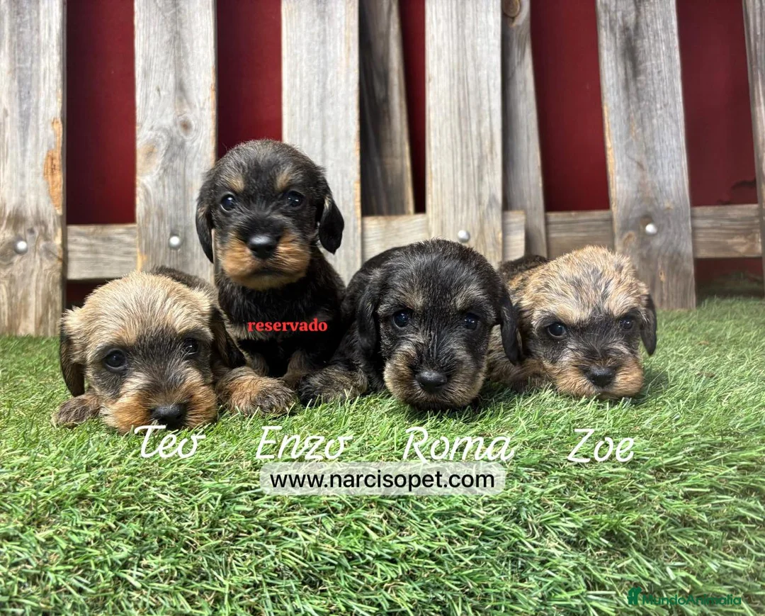 Teckel Miniatura perros en venta: TECKEL PELO DURO 2 MESES - Anuncio 1