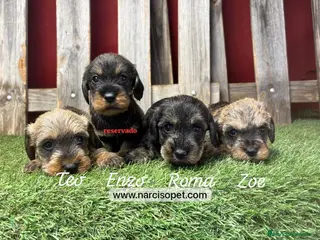 Teckel Miniatura perros TECKEL PELO DURO 2 MESES - Anuncio 2