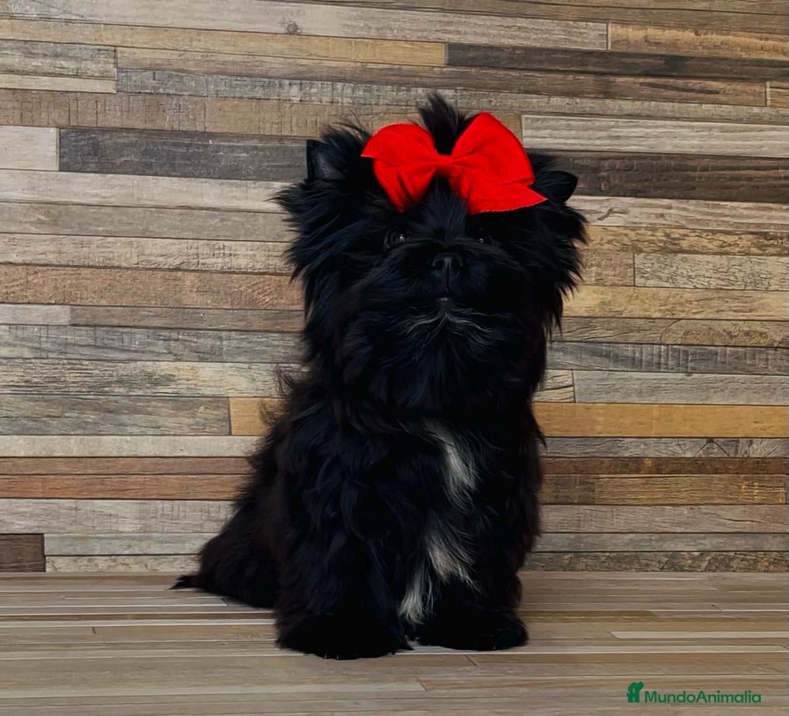 Yorkshire Terrier perros Precioso Yorkshire color  Black Toy - Anuncio 2