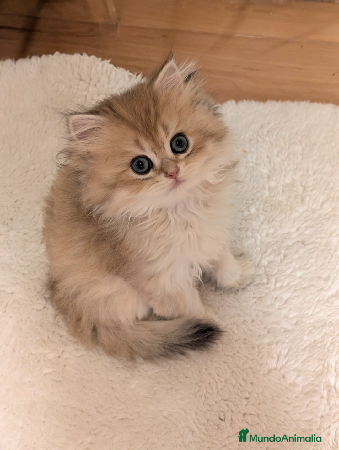 Británico de Pelo Largo gatos en venta:  2gatitos color exclusivo british golden longhair  - Anuncio 15