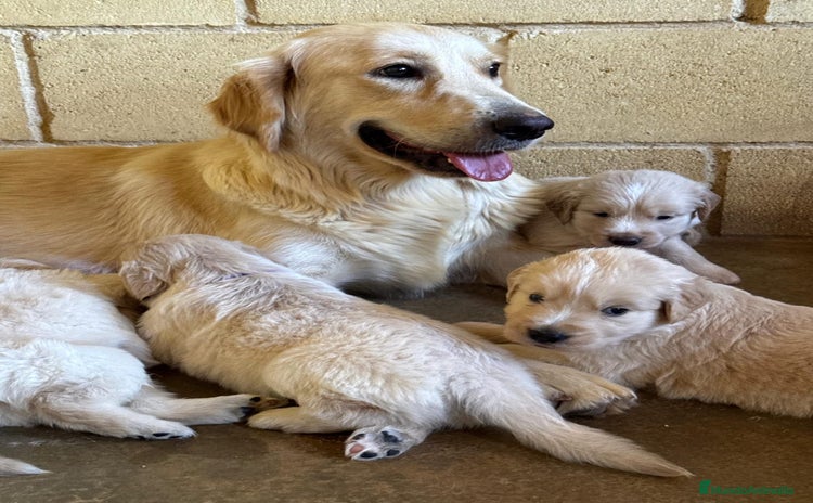Golden Retriever perros - Anuncio 3