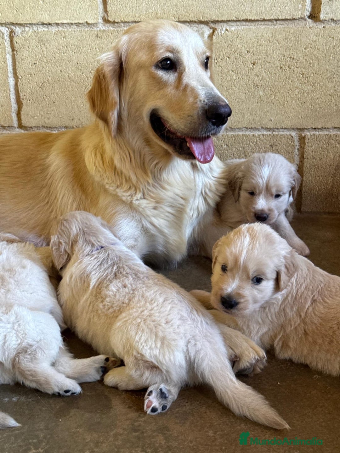 Golden Retriever perros en venta: Golden retrieve  - Imagen 1