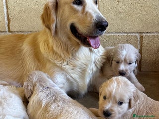 Golden Retriever perros - Anuncio 24