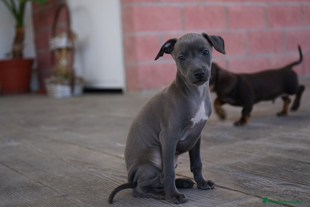 Pequeño Lebrel Italiano perros en venta: 🌟 Sirius y Selena – Galgos italianos blue 🌟 - Imagen 10