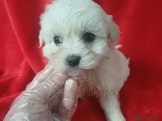 Bichón Maltés perros Bichon Maltés Americano - Anuncio 4