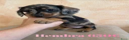 Teckel Miniatura perros en venta: Impresionantes teckel mini  - Anuncio 5