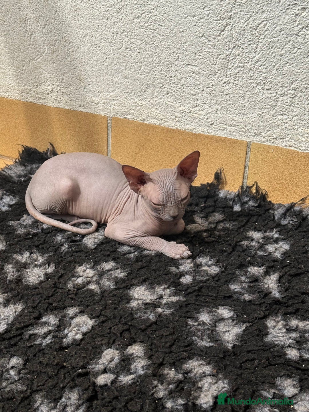 Sphynx gatos en venta: Sphynx únicos 💙 - Imagen 5