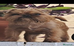 Grifón de Bruselas perros para monta: Griffon de bruselas  - Imagen 4