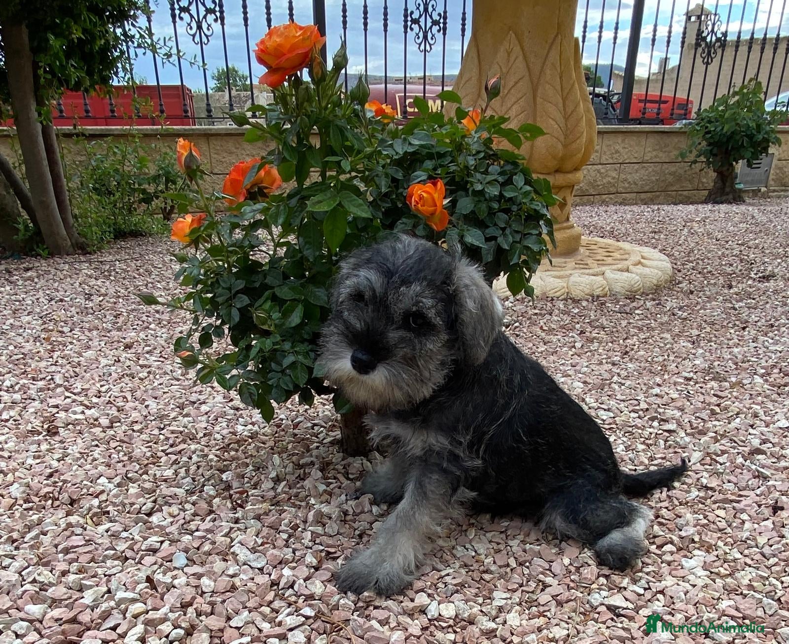 Schnauzer Miniatura perros Cachorro raza Schnauzer Mini en Granada - Anuncio 2