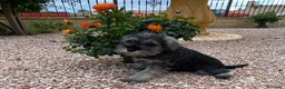 Schnauzer Miniatura perros en venta: Cachorro raza Schnauzer Mini en Granada - Anuncio 2