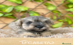Schnauzer Miniatura perros en venta: Camada de Mila - Imagen 2