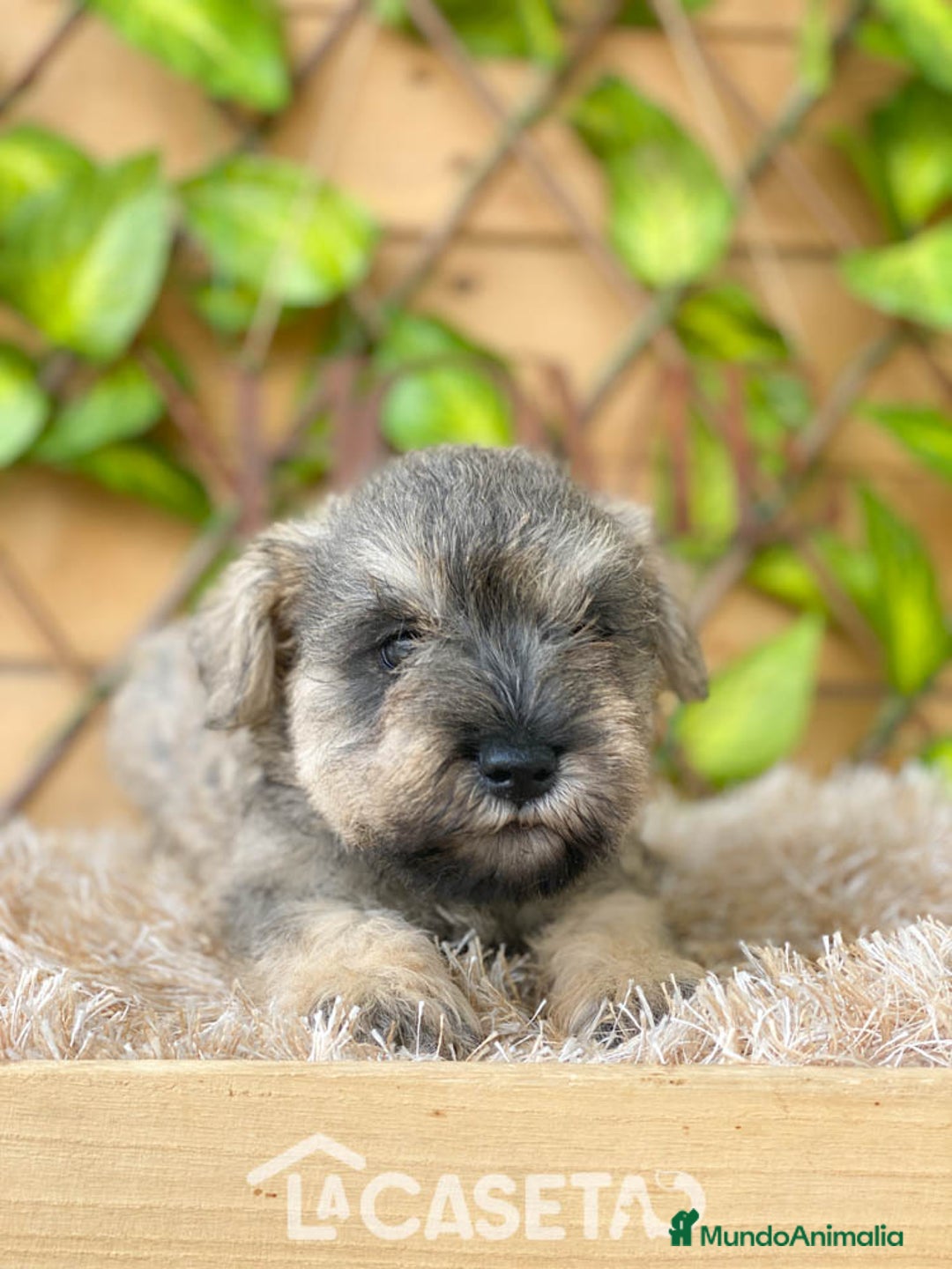 Schnauzer Miniatura perros en venta: Camada de Mila - Imagen 2