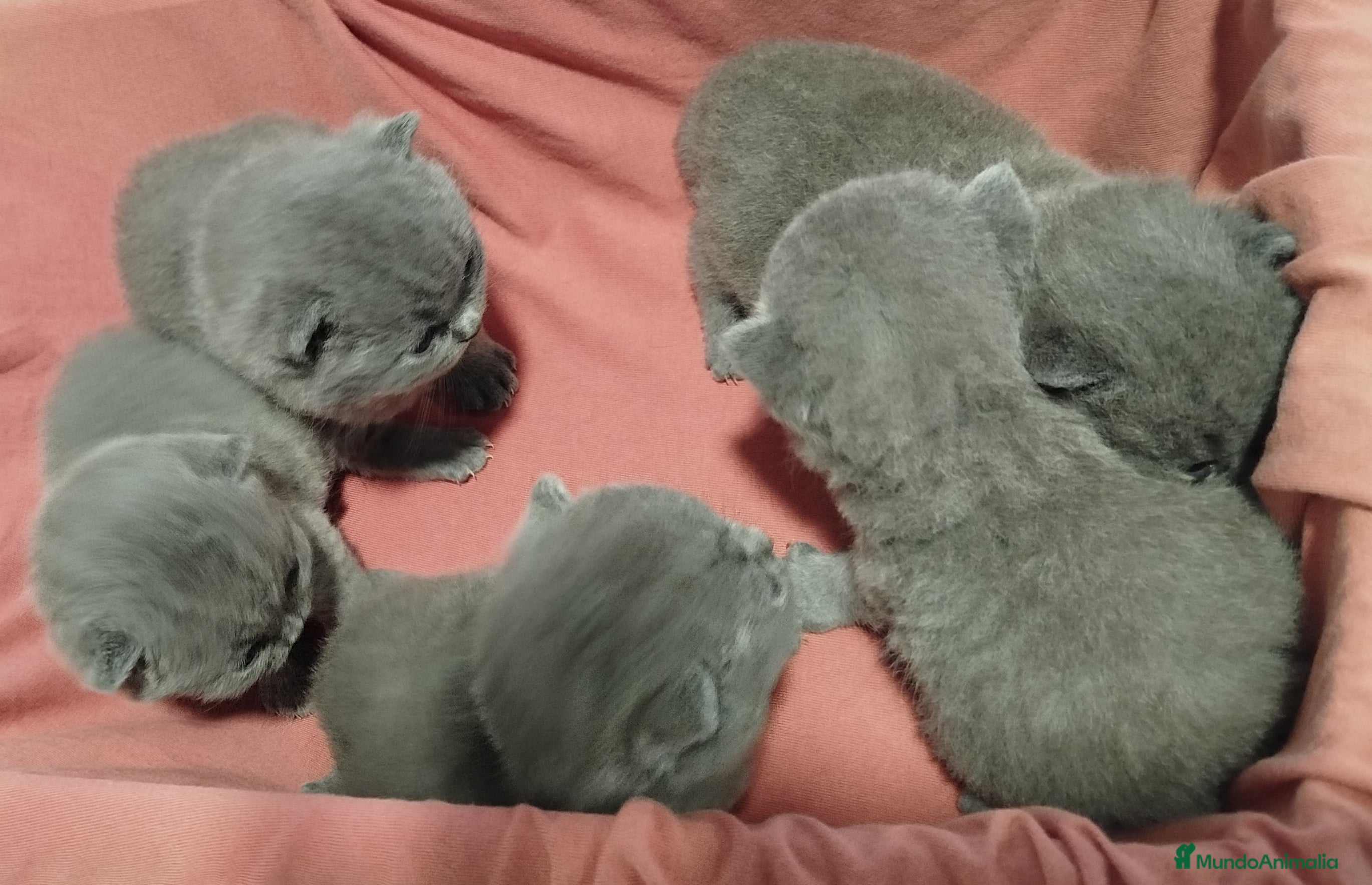 Británico de Pelo Corto Azul gatos British Shorthair azules  - Anuncio 2