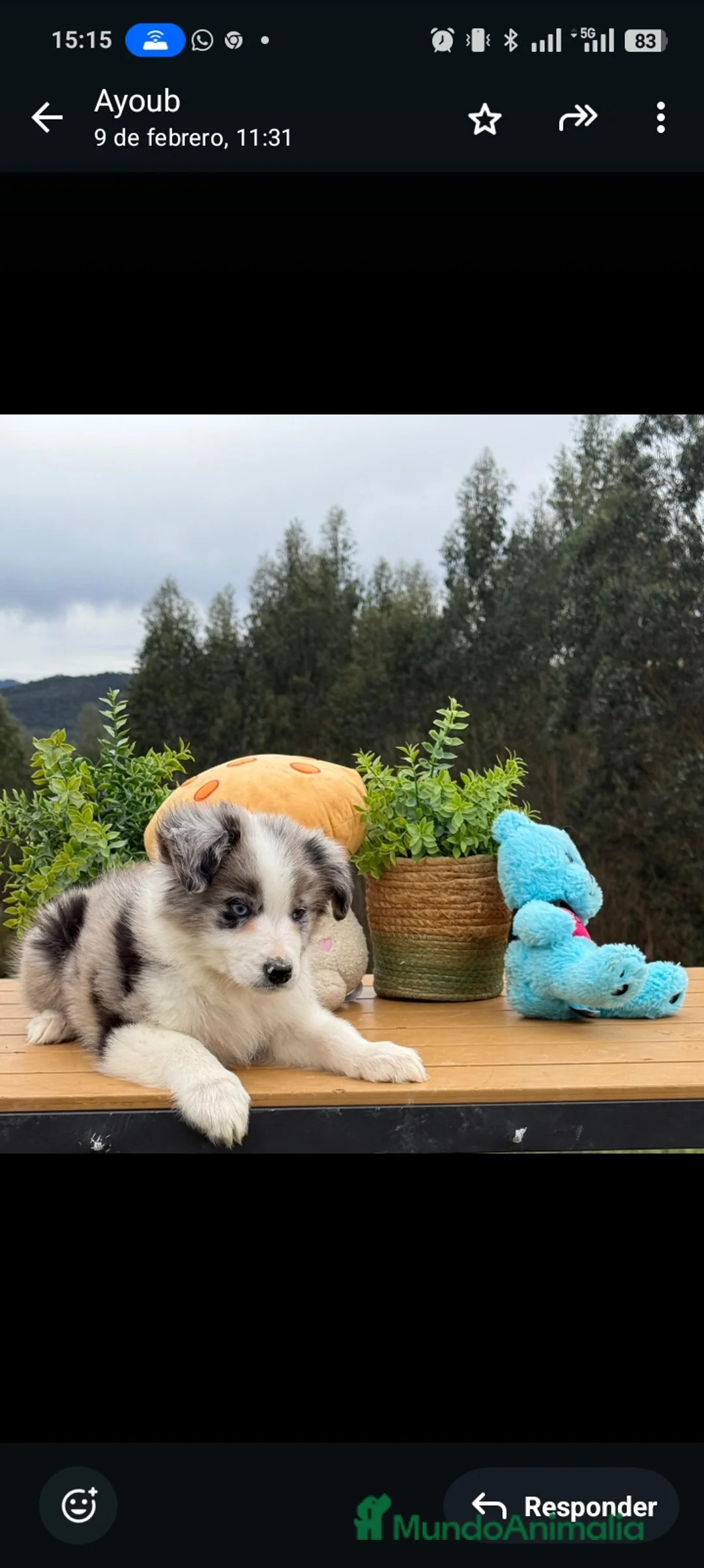 Border Collie perros en venta: Border collie merle - Anuncio 3