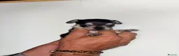 Chihuahua perros en venta: Chihuahuas hembras - Anuncio 2