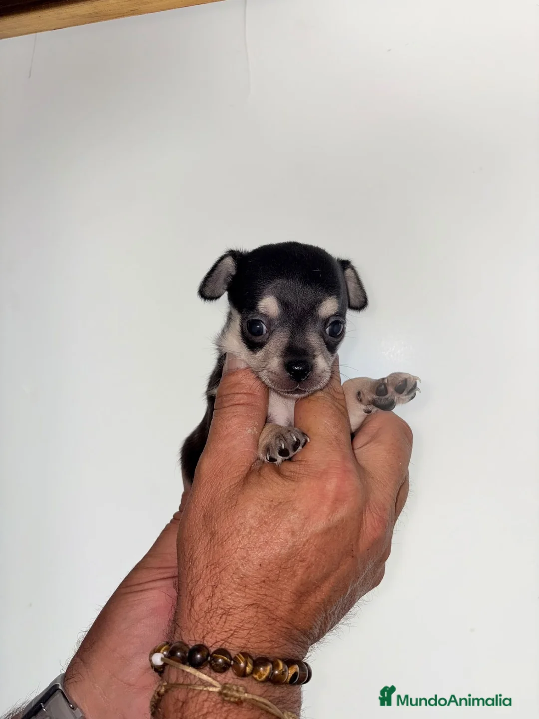 Chihuahua perros en venta: Chihuahuas hembras - Anuncio 2