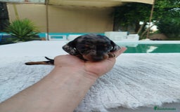 Teckel Miniatura perros en venta: Teckel merless mini - Imagen 1
