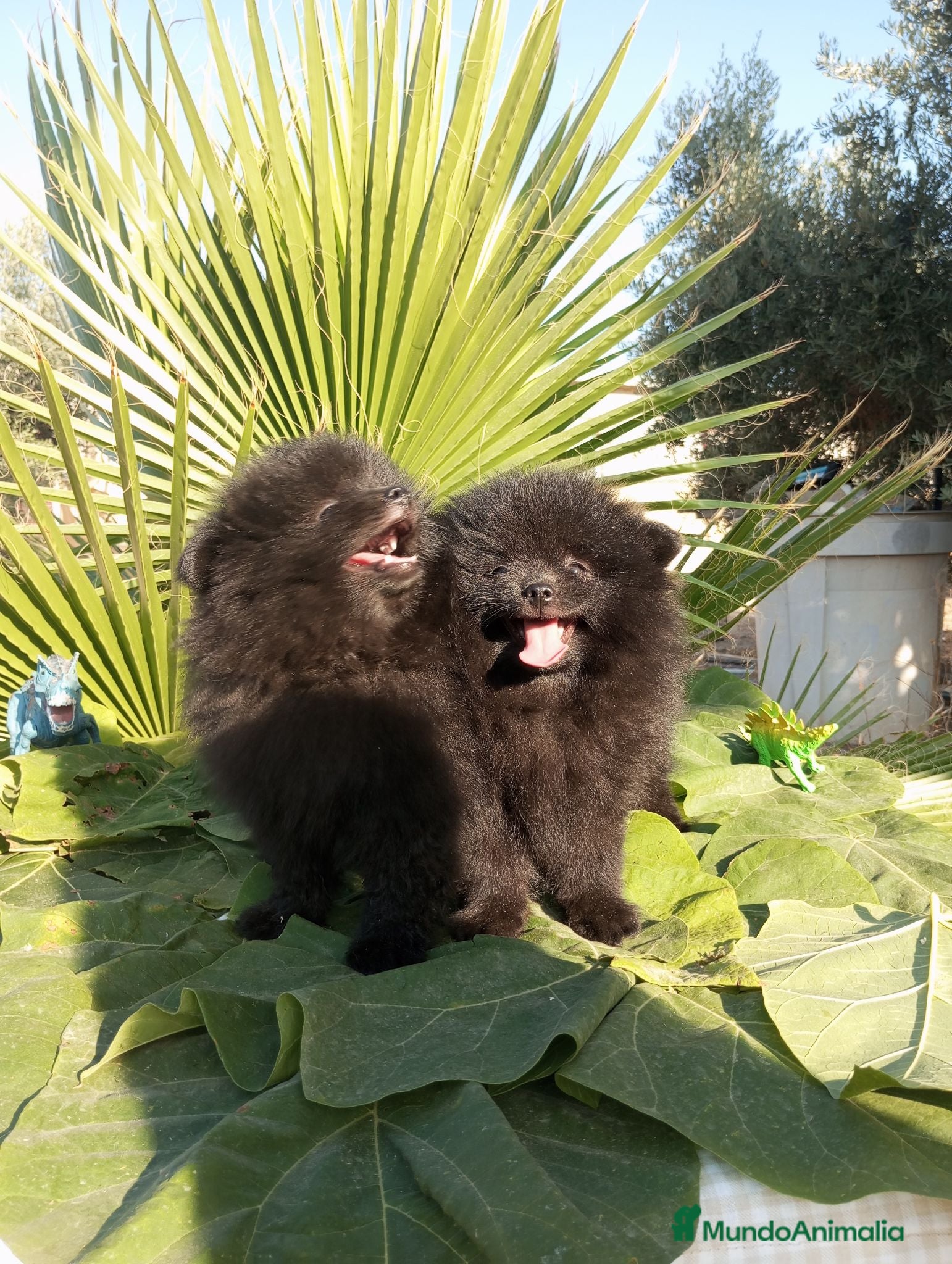 Pomerania perros Pomerania Toy - Anuncio 1