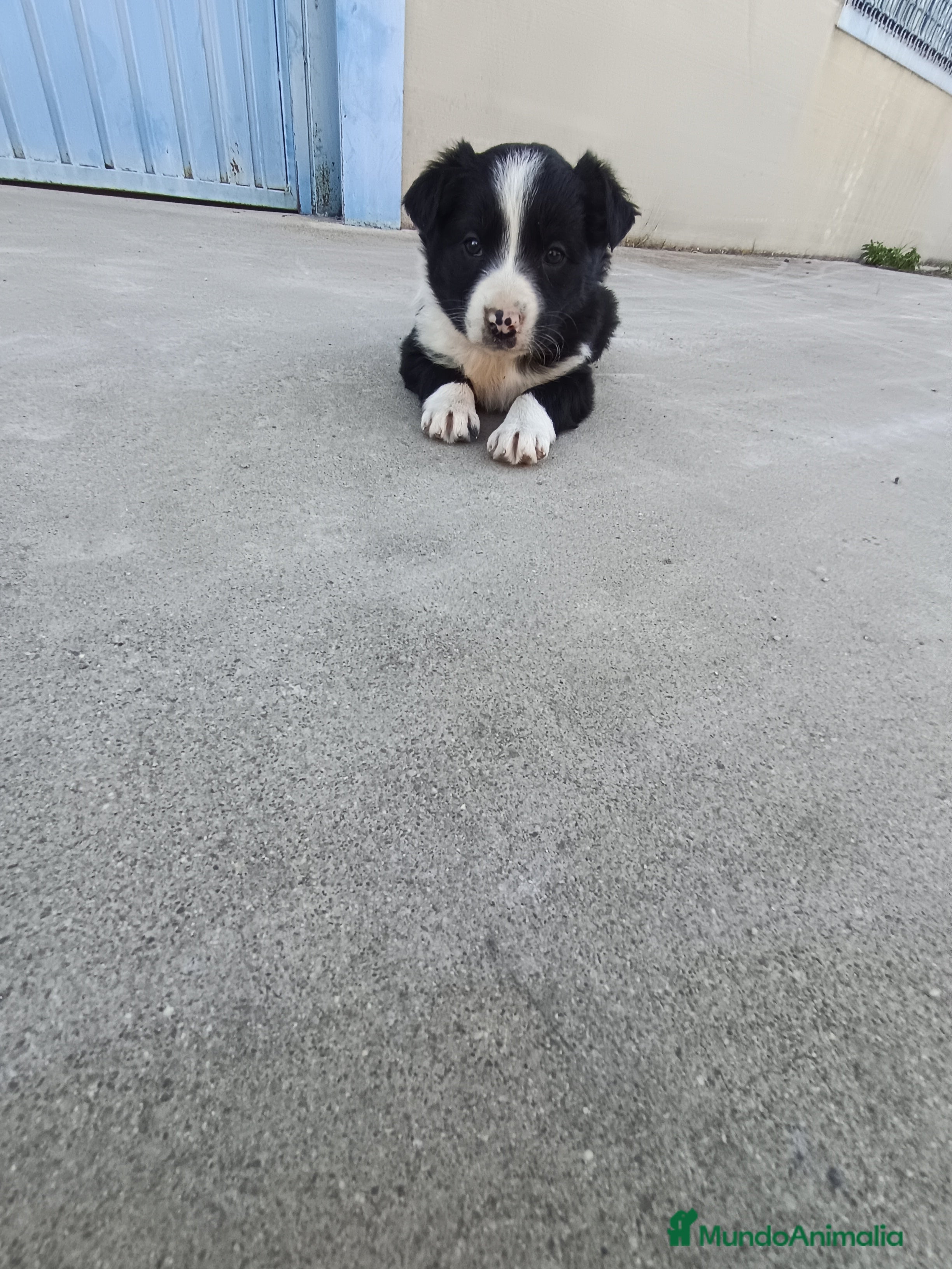 Border Collie perros BORDER COLLIE - Anuncio 4