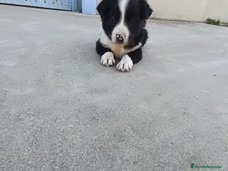 Border Collie perros BORDER COLLIE - Anuncio 4