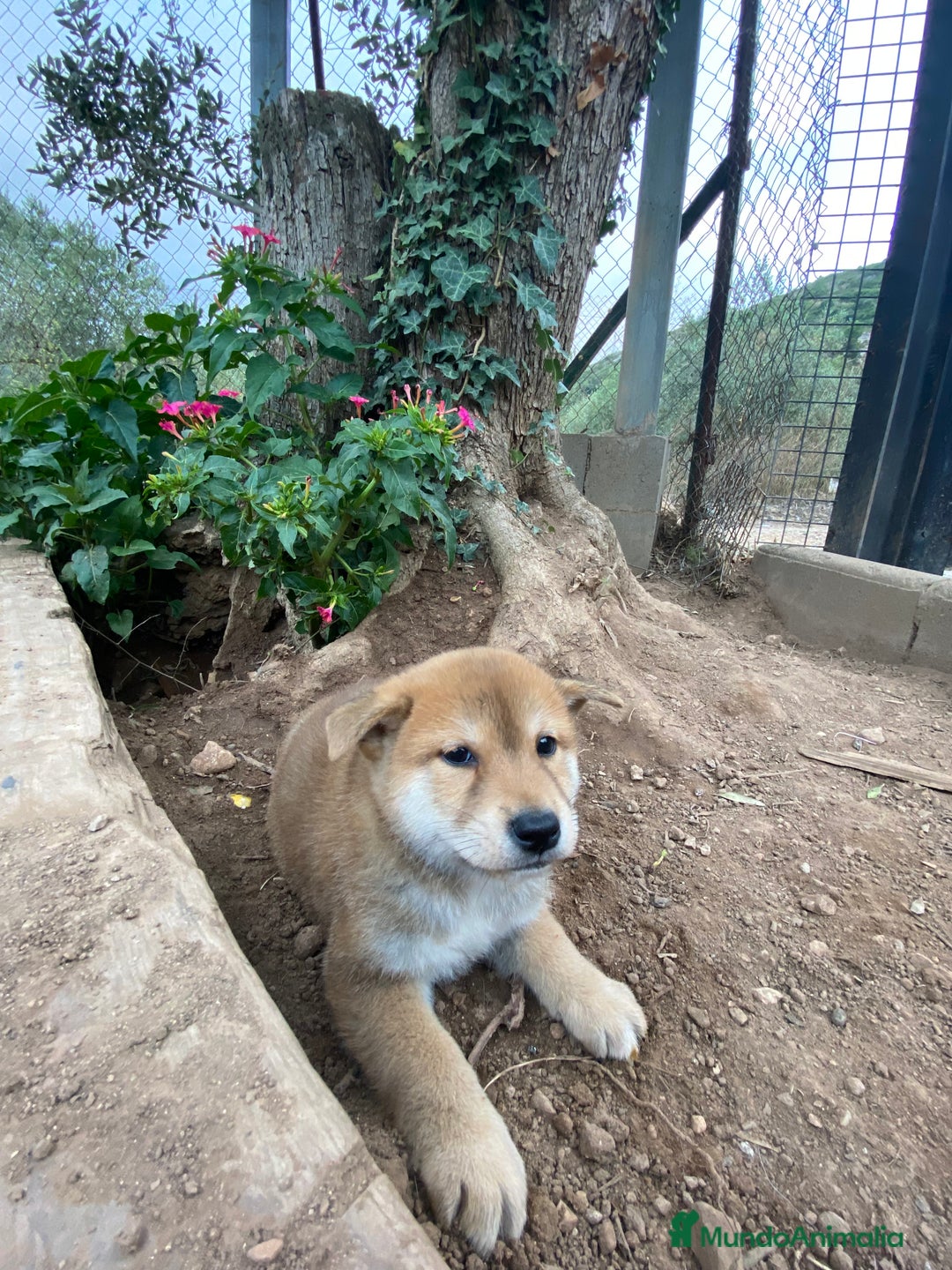 Shiba Inu perros en venta: Cachorro Shiba Inu Rojo 🐾❤️ - Imagen 3