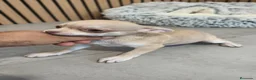 Chihuahua perros en venta: Chihuahua Toy  - Anuncio 14