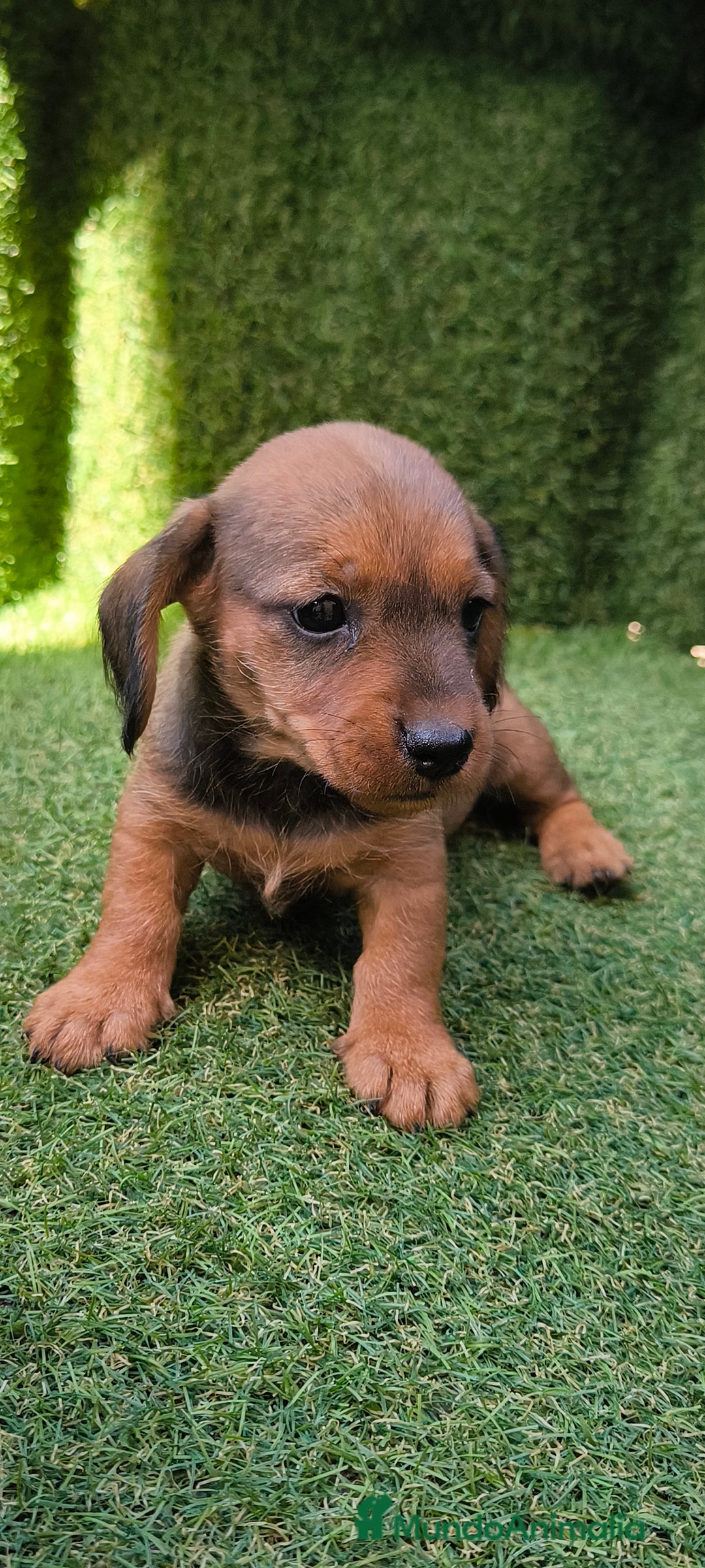 Teckel Miniatura perros en venta: camada teckel mini  - Imagen 9