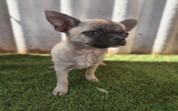Chihuahua perros en venta: Chihuahua toy Cabeza manzana - Imagen 7