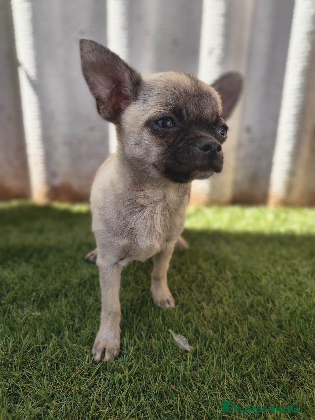 Chihuahua perros en venta: Chihuahua toy Cabeza manzana - Imagen 7