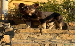 Bulldog Francés perros para monta: KENZO ABIERTO A MONTAS  - Imagen 1