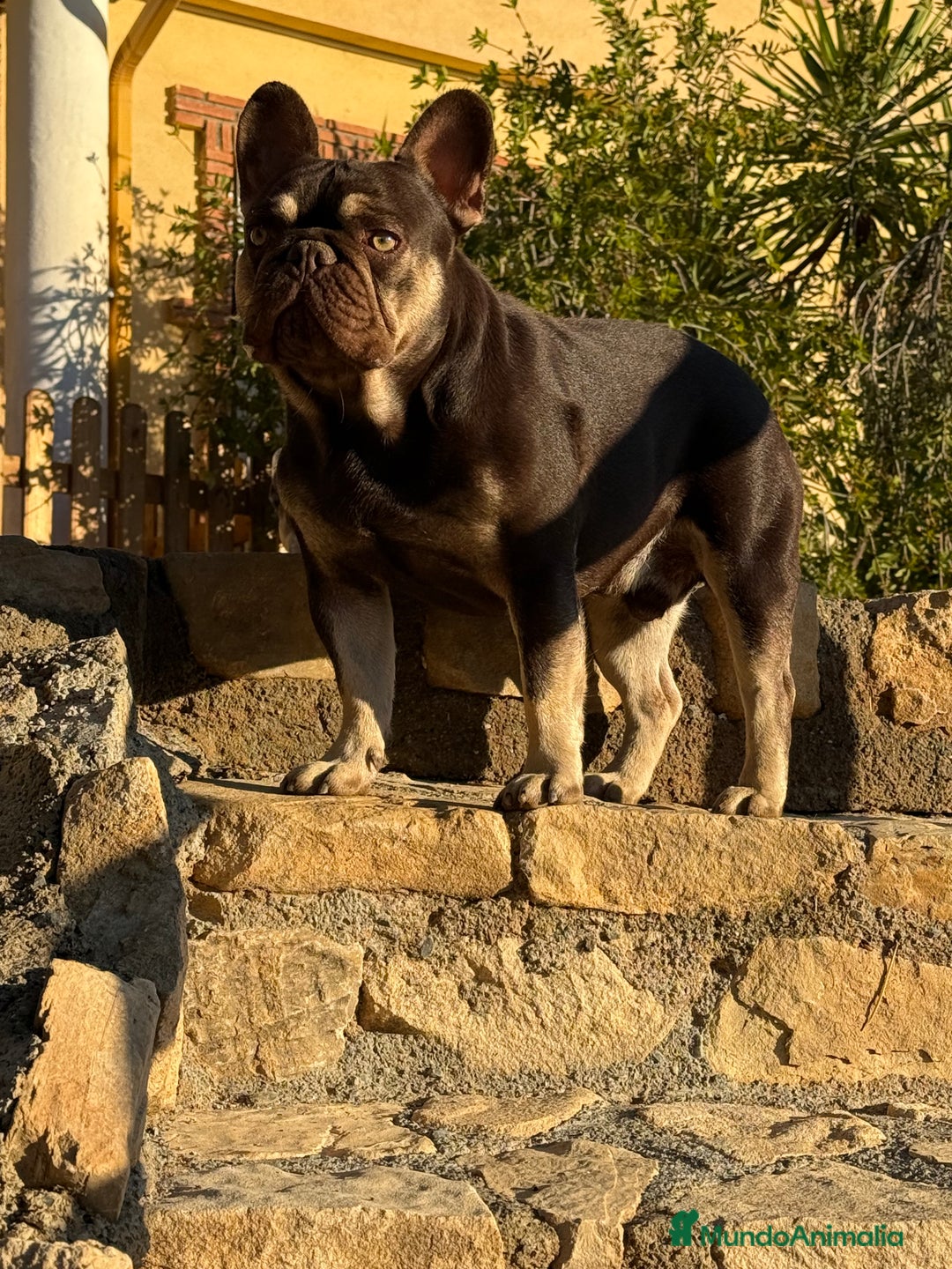 Bulldog Francés perros para monta: KENZO ABIERTO A MONTAS  - Imagen 1