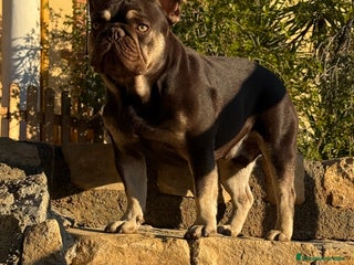 Bulldog Francés perros - Anuncio 15