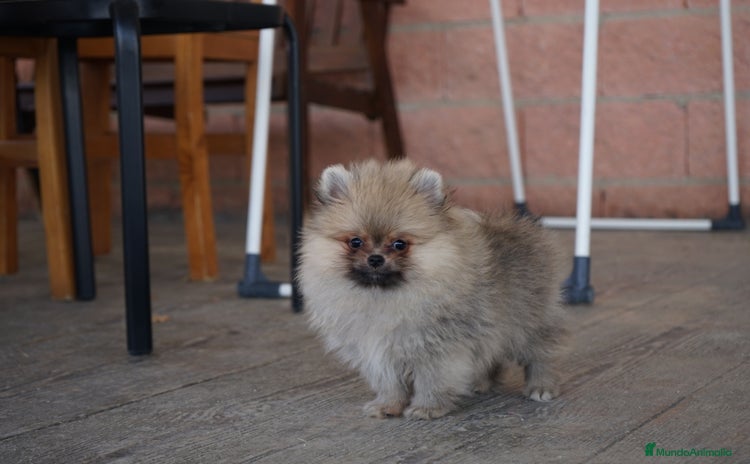Pomerania perros - Anuncio 8