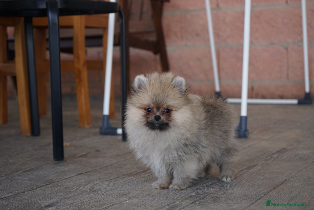 Pomerania perros en venta: 🐾 Sparky y Amapola – Pomerania miniatura 🐾 - Imagen 1