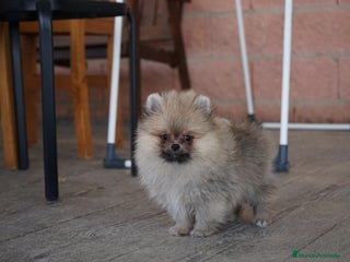 Pomerania perros - Anuncio 3