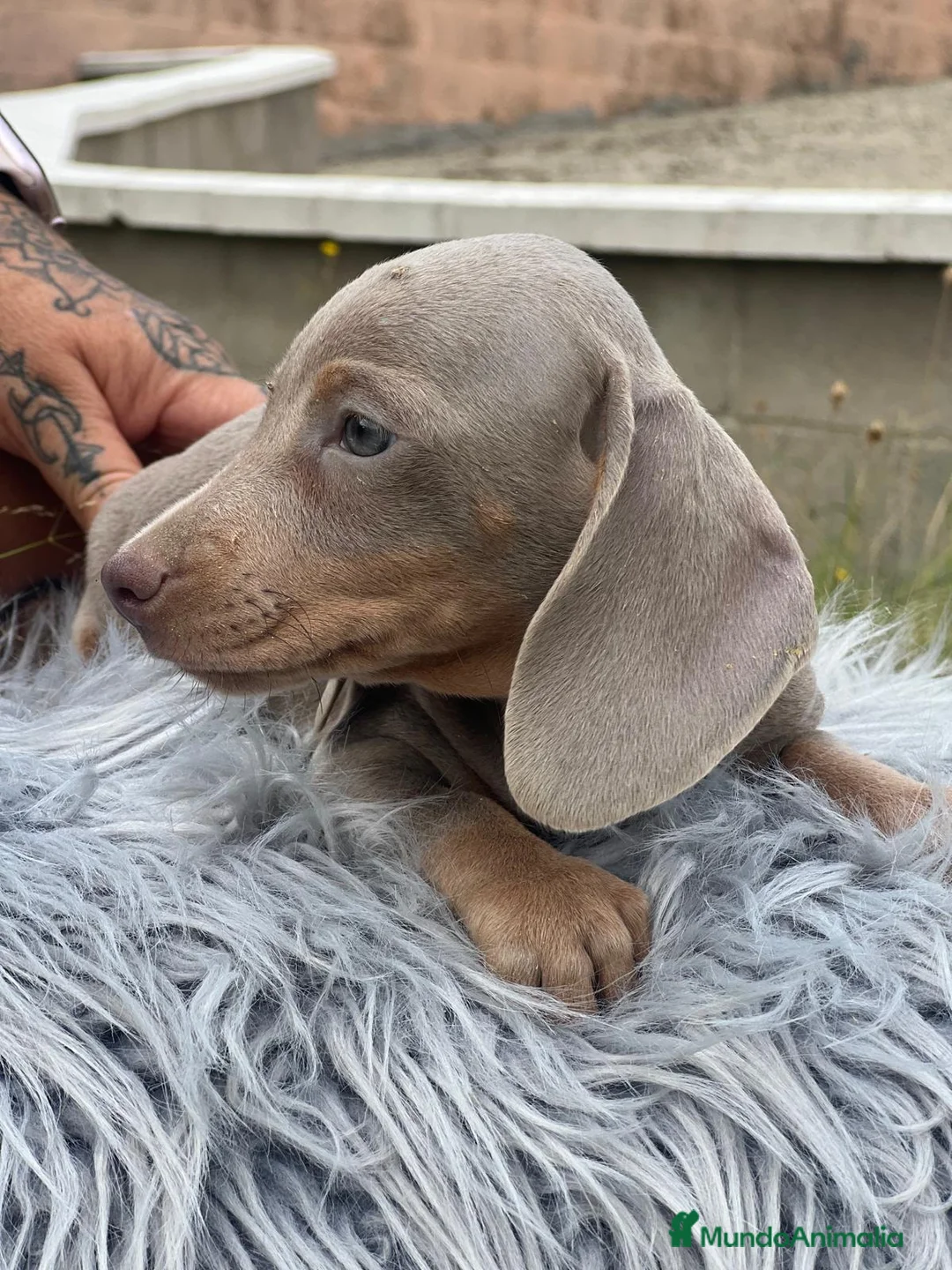 Teckel Miniatura perros en venta: CAMADA TECKEL MINIATURA ISABELLA - Anuncio 5