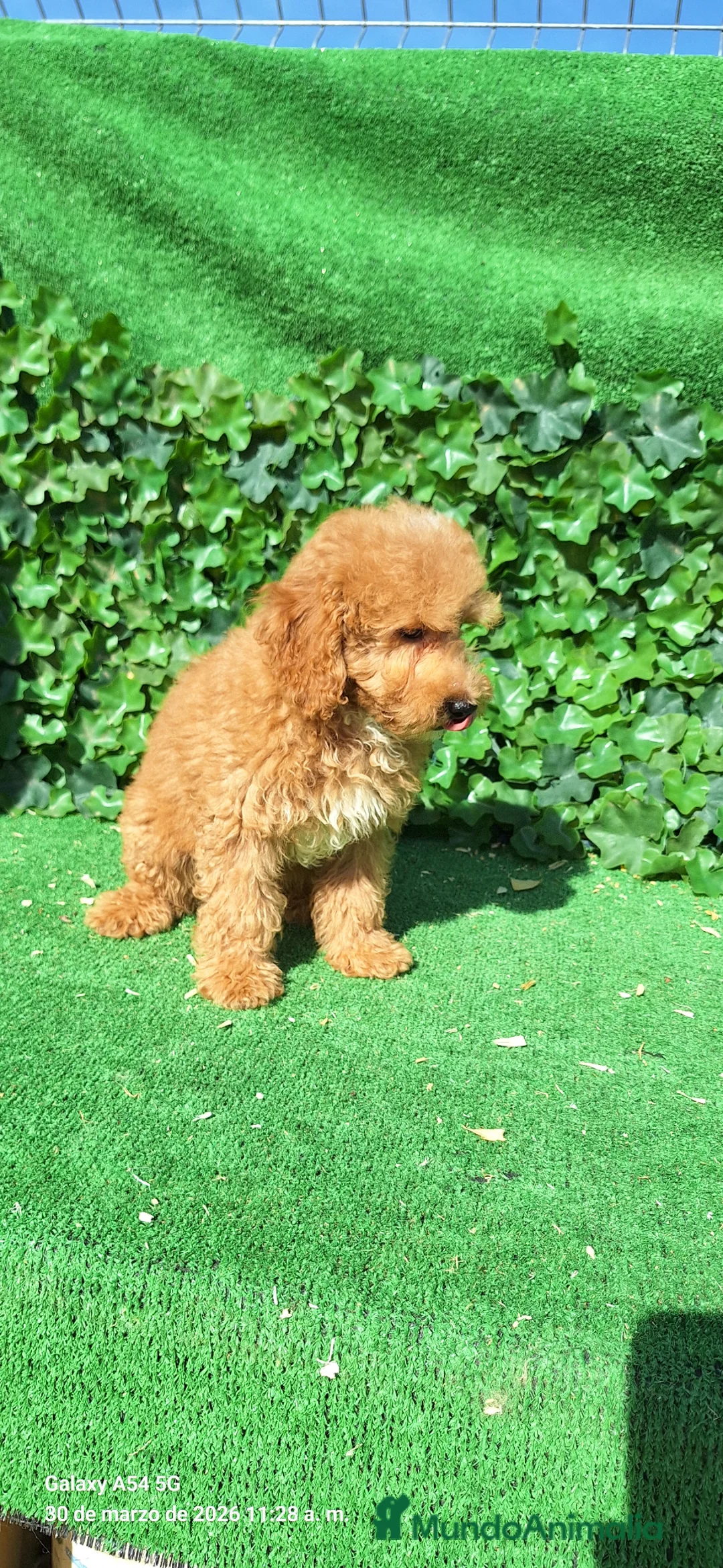 Raza Mixta perros en venta: Mestizo de perro de agua con caniche toy - Anuncio 2